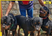 Woman mauled to death by two Rottweiler dogs in Davangere; dog owner arrested
